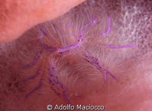 Hairy squat lobster by Adolfo Maciocco 